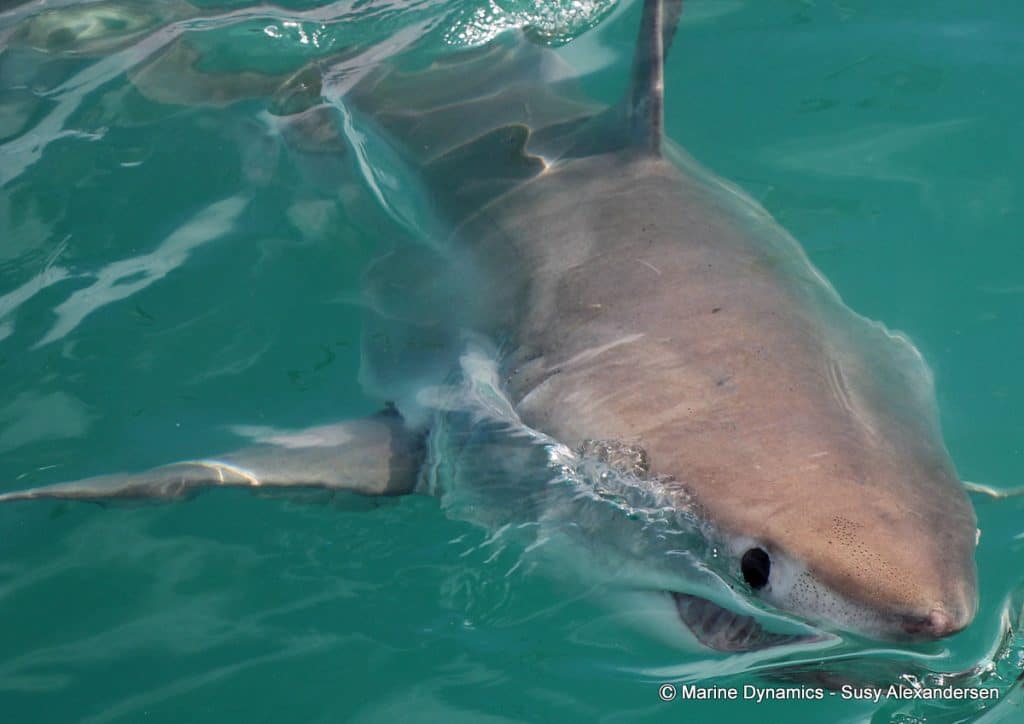 GrootWithaai1-1024x724